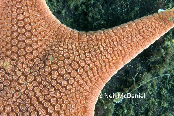 Photo of Mediaster aequalis by <a href="http://www.seastarsofthepacificnorthwest.info/">Neil McDaniel</a>